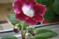 Лот: 2879105. Фото: 3. Глоксиния 20 (цветущее растение... Растения и животные