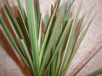 Лот: 847897. Фото: 2. Драцена биколор. Комнатные растения и уход