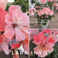Лот: 17031900. Фото: 3. Пеларгонии набор. Для дачи, дома, огорода, бани, парка