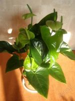 Лот: 1605926. Фото: 2. Антуриум Принцесса Амалия (грин... Комнатные растения и уход