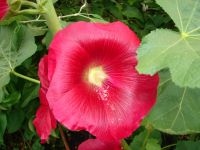 Лот: 11630164. Фото: 3. Мальва. Для дачи, дома, огорода, бани, парка