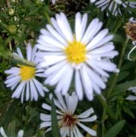 Лот: 20724899. Фото: 5. Ромашка многолетняя