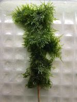 Лот: 7443433. Фото: 2. мох треугольный (Triangle moss... Аквариумистика