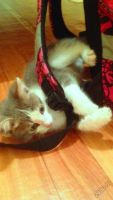 Лот: 5561563. Фото: 2. Котенок мальчик, 1,5мес. Животные и уход
