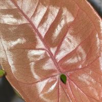 Лот: 18619360. Фото: 2. Сингониум «Red Heart/Neon Robusta... Комнатные растения и уход
