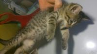 Лот: 8519111. Фото: 3. Подарю котят. Растения и животные