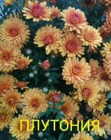 Лот: 7344338. Фото: 4. "Плутония" Хризантем мультифлора. Красноярск