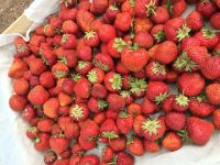 Лот: 7816077. Фото: 2. Отборная клубника!. Продукты
