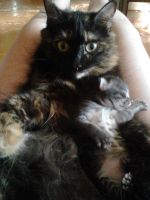 Лот: 10013803. Фото: 4. Котенок. Красноярск