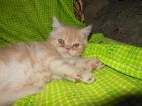 Лот: 7714979. Фото: 5. Рыжий персидский котёнок.
