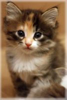 Лот: 3416129. Фото: 6. Отдаем котят