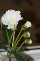 Лот: 4059060. Фото: 3. Глоксиния белая (всё растение). Растения и животные