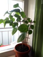 Лот: 17112243. Фото: 4. Клеродендрум с горшком, срочно... Красноярск