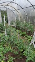 Лот: 25576694. Фото: 3. Продам Дачу 40м2 на участке 9... Недвижимость