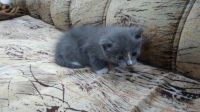 Лот: 6732114. Фото: 2. Отдам котёнка в хорошие руки!. Животные и уход