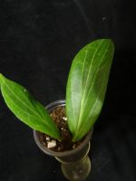 Лот: 16414103. Фото: 3. Хойя-Hoya soligamiana. Растения и животные