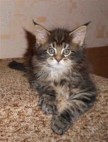 Лот: 2600273. Фото: 2. котята Мейн-кун. Животные и уход