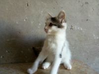 Лот: 11720310. Фото: 3. Котята 2 месяца. Растения и животные