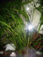 Лот: 1932790. Фото: 2. продам или поменяю Cryptocoryne... Аквариумистика
