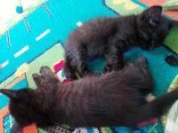 Лот: 11291423. Фото: 2. Котенок. Животные и уход