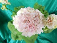 Лот: 6222543. Фото: 2. Пеларгония карликовая Dowepoint... Комнатные растения и уход