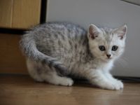 Лот: 11739361. Фото: 2. Британский котенок 2 мес - мальчик1... Животные и уход