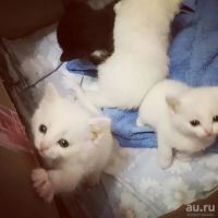 Лот: 9791973. Фото: 5. котенок