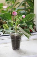 Лот: 3013871. Фото: 4. Глоксиния 36 (цветущая). Красноярск