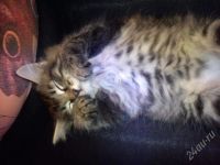Лот: 748694. Фото: 2. Хорошенький чистый котенок в надежные... Животные и уход