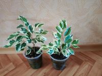 Лот: 25800578. Фото: 3. Фикус Пёстролистный , здоровые... Растения и животные