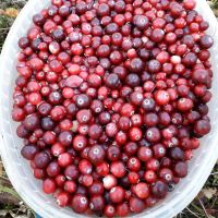 Лот: 18102342. Фото: 2. Клюкву. Продукты