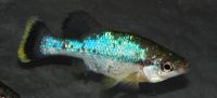 Лот: 3233445. Фото: 2. Ameca splendens поменяю на сладкое. Аквариумистика
