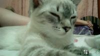 Лот: 8960002. Фото: 2. очень ласковые кошечки. Животные и уход