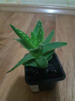 Лот: 23337689. Фото: 5. Сортовое алоэ