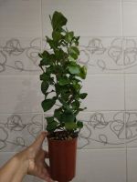 Лот: 25373410. Фото: 7. Фикус треугольный (Триангулярис...