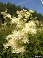 Лот: 4794661. Фото: 3. Белоголовник сухие соцветия 50грамм. Красноярск