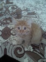 Лот: 7054765. Фото: 5. Рыжий котёнок