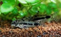 Лот: 24296832. Фото: 5. Хаброзус карликовый сомик Коридорас...