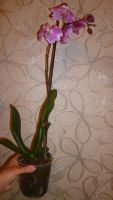 Лот: 5614458. Фото: 2. Орхидея фаленопсис F41. Комнатные растения и уход