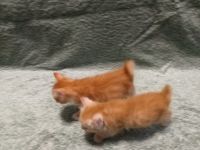 Лот: 13827529. Фото: 3. котята бобтейла. Растения и животные
