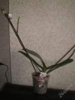 Лот: 921861. Фото: 2. Орхидея фаленопсис белая с малиновой... Комнатные растения и уход