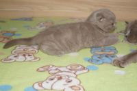 Лот: 3513346. Фото: 2. Шотландский вислоухий котенок. Животные и уход