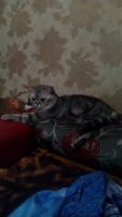 Лот: 8876793. Фото: 3. Котёнок Британец. Растения и животные