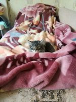 Лот: 25317241. Фото: 6. Котята