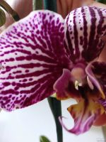 Лот: 13783781. Фото: 3. Орхидея Фаленопсис Анастасия(отцвела... Растения и животные