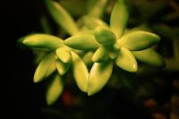 Лот: 11539095. Фото: 2. Crassula tetragona. Комнатные растения и уход