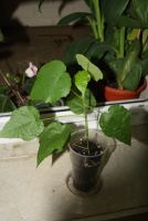 Лот: 4350388. Фото: 3. Абутилон Бэлла красный. Растения и животные