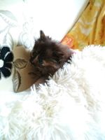 Лот: 6297755. Фото: 2. Озорной котенок ищет хозяина. Животные и уход