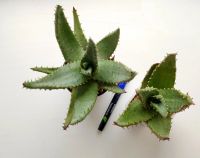 Лот: 18177633. Фото: 5. Алоэ Акулеата (Aloe Aculeata)