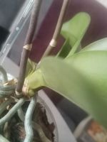 Лот: 21574189. Фото: 2. Орхидея. Комнатные растения и уход